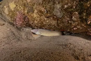Eels Prints: Moray eel Mooray lycodontis undulatus in the Red Sea, Eilat Israel