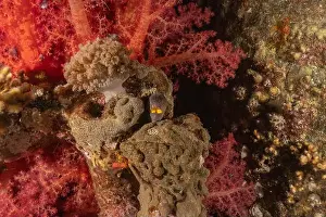 Eels Prints: Moray eel Mooray lycodontis undulatus in the Red Sea, Eilat Israel