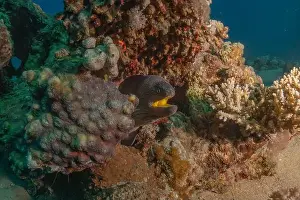 Eels Prints: Moray eel Mooray lycodontis undulatus in the Red Sea, Eilat Israel
