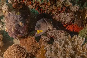 Eels Prints: Moray eel Mooray lycodontis undulatus in the Red Sea, Eilat Israel