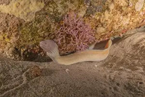 Eels Prints: Moray eel Mooray lycodontis undulatus in the Red Sea, Eilat Israel