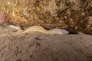 Eels Prints: Moray eel Mooray lycodontis undulatus in the Red Sea, Eilat Israel