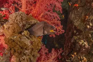 Eels Prints: Moray eel Mooray lycodontis undulatus in the Red Sea, Eilat Israel