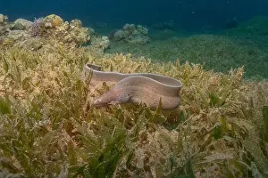 Eels Prints: Moray eel Mooray lycodontis undulatus in the Red Sea, Eilat Israel