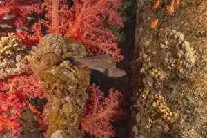 Eels Prints: Moray eel Mooray lycodontis undulatus in the Red Sea, Eilat Israel