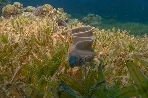 Eels Prints: Moray eel Mooray lycodontis undulatus in the Red Sea, Eilat Israel