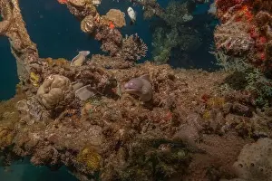 Eels Prints: Moray eel Mooray lycodontis undulatus in the Red Sea, Eilat Israel