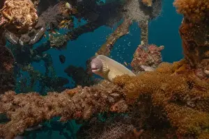 Eels Prints: Moray eel Mooray lycodontis undulatus in the Red Sea, Eilat Israel