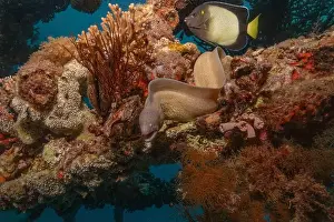 Eels Prints: Moray eel Mooray lycodontis undulatus in the Red Sea, Eilat Israel