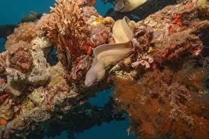 Eels Prints: Moray eel Mooray lycodontis undulatus in the Red Sea, Eilat Israel