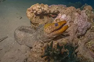 Eels Prints: Moray eel Mooray lycodontis undulatus in the Red Sea, Eilat Israel