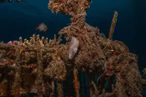 Eels Prints: Moray eel Mooray lycodontis undulatus in the Red Sea, Eilat Israel