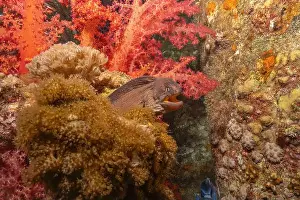 Eels Prints: Moray eel Mooray lycodontis undulatus in the Red Sea, Eilat Israel