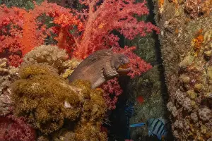 Eels Prints: Moray eel Mooray lycodontis undulatus in the Red Sea, Eilat Israel