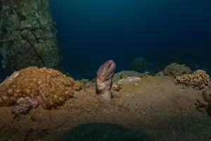 Eels Prints: Moray eel Mooray lycodontis undulatus in the Red Sea, Eilat Israel