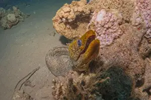 Eels Prints: Moray eel Mooray lycodontis undulatus in the Red Sea, Eilat Israel