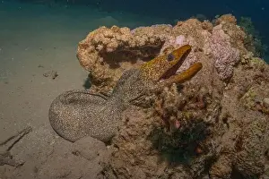 Eels Prints: Moray eel Mooray lycodontis undulatus in the Red Sea, Eilat Israel