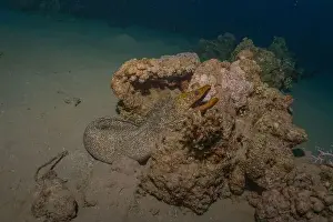 Eels Prints: Moray eel Mooray lycodontis undulatus in the Red Sea, Eilat Israel