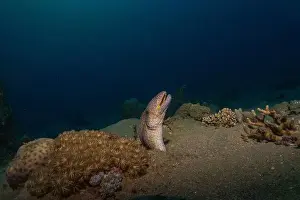 Eels Prints: Moray eel Mooray lycodontis undulatus in the Red Sea, Eilat Israel