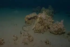 Eels Prints: Moray eel Mooray lycodontis undulatus in the Red Sea, Eilat Israel