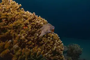 Eels Prints: Moray eel Mooray lycodontis undulatus in the Red Sea, Eilat Israel