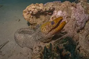 Eels Prints: Moray eel Mooray lycodontis undulatus in the Red Sea, Eilat Israel