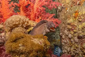 Eels Prints: Moray eel Mooray lycodontis undulatus in the Red Sea, Eilat Israel