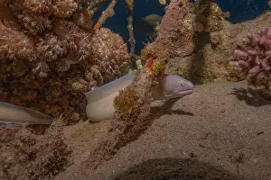 Eels Prints: Moray eel Mooray lycodontis undulatus in the Red Sea, Eilat Israel