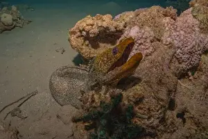 Eels Prints: Moray eel Mooray lycodontis undulatus in the Red Sea, Eilat Israel