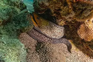 Eels Prints: Moray eel Mooray lycodontis undulatus in the Red Sea, Eilat Israel