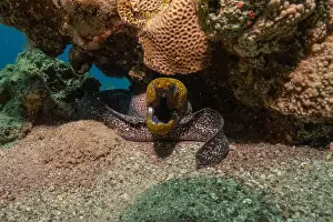 Eels Prints: Moray eel Mooray lycodontis undulatus in the Red Sea, Eilat Israel