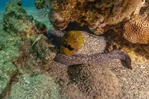 Eels Prints: Moray eel Mooray lycodontis undulatus in the Red Sea, Eilat Israel