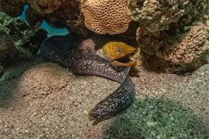 Eels Prints: Moray eel Mooray lycodontis undulatus in the Red Sea, Eilat Israel