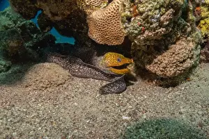 Eels Prints: Moray eel Mooray lycodontis undulatus in the Red Sea, Eilat Israel