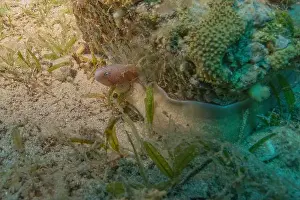 Eels Prints: Moray eel Mooray lycodontis undulatus in the Red Sea, Eilat Israel