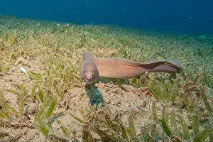 Eels Prints: Moray eel Mooray lycodontis undulatus in the Red Sea, Eilat Israel