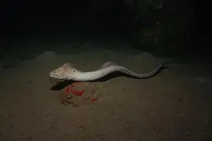 Eels Prints: Moray eel Mooray lycodontis undulatus in the Red Sea, Eilat Israel