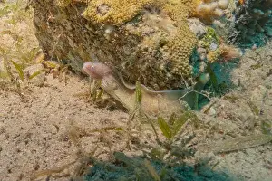 Eels Prints: Moray eel Mooray lycodontis undulatus in the Red Sea, Eilat Israel