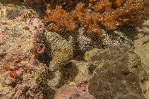 Eels Prints: Moray eel Mooray lycodontis undulatus in the Red Sea, Eilat Israel