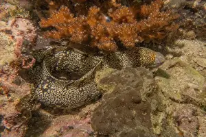 Eels Prints: Moray eel Mooray lycodontis undulatus in the Red Sea, Eilat Israel
