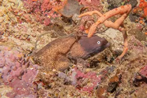 Eels Prints: Moray eel Mooray lycodontis undulatus in the Red Sea, Eilat Israel