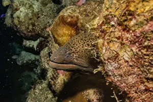 Red Sea Prints: Moray eel Mooray lycodontis undulatus in the Red Sea, Eilat Israel