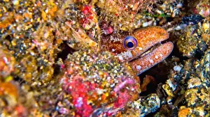 Animal Behaviour Prints: Moray Eel, Mud Moray, Gymnotjhorax sp