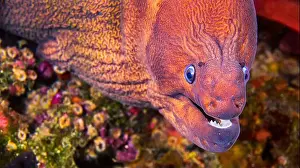 Wildlife Observation Prints: Moray Eel, Muraena helena, Cabo Cope-Puntas del Calnegre Natural Park