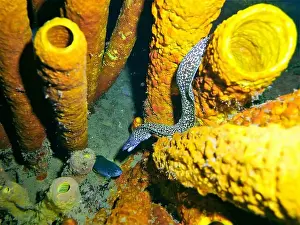 Muraenidae Prints: Moray eel or Muraenidae Deep Sea Exploration 2025