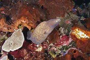 Reddish Prints: A moray eel, white-eyed moray eel (Gymnothorax thyrsoideus) winds its way through a lively underwater coral landscape