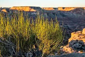 Canyonlands Prints: The Mormon Tea plant with bitter green stalks rising into evening light rests on the edge of a large canyon