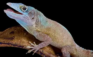 Island Endemic Prints: The Morne Constant Anole, Anolis ferreus