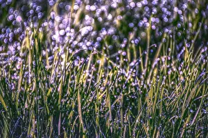 Morning dew on grass, natural light and beautiful violet bokeh.Nature abstract