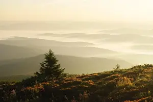 Morning fog in autumn mountains. Fir trees silhouettes on foreground. Beautiful sunrise on background. Landscape photography